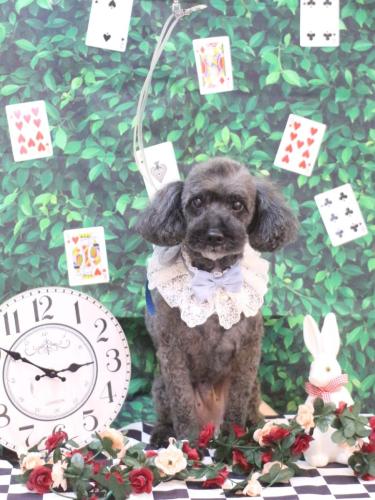 20250415ペコくん